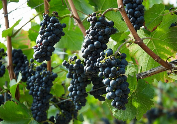 
                        	A szőlő segít egyensúlyba hozni a szervezeted vízháztartását.