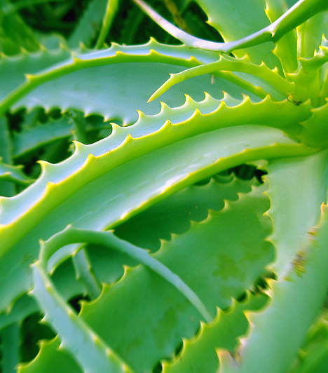 Aloe veraAz aloe vera igazi csodanövény, hiszen kivételesen hatásos számos komoly betegség gyógyítása során. A belőle készült ital fogyasztásával eltávolíthatod szervezetedből a salakanyagokat, mivel fokozza az emésztést, gyorsítja az anyagcserét, és szinte az összes létfontosságú vitamint és nyomelemet tartalmazza.