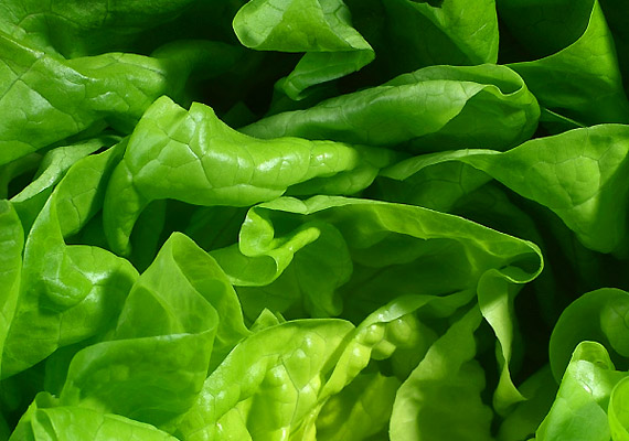 	A fejes saláta rosttartalma révén serkenti az emésztést, eltelít, és a salakanyagok eltávolítását is felgyorsítja. Az ismert zöldségek között a fejes saláta bír az egyik legmagasabb ásványianyag-tartalommal, emellett gazdag klorofillban, mely a sejtek oxigénellátását is javítja.