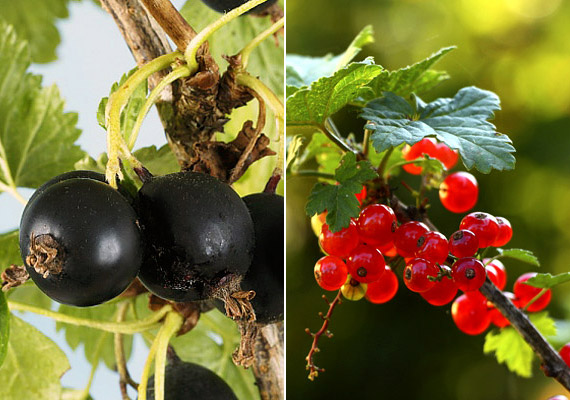 	A bogyós gyümölcsök közül a feketeribiszke bír a legmagasabb C-vitamin-tartalommal, de piros változata is bővelkedik benne.   Rosttartalma mindkét gyümölcsnek magas, nagyrészt oldhatatlan pektinből áll - amely segít kiegyensúlyozottá tenni az emésztést. Tudj meg többet a fekete és a piros változatról is.