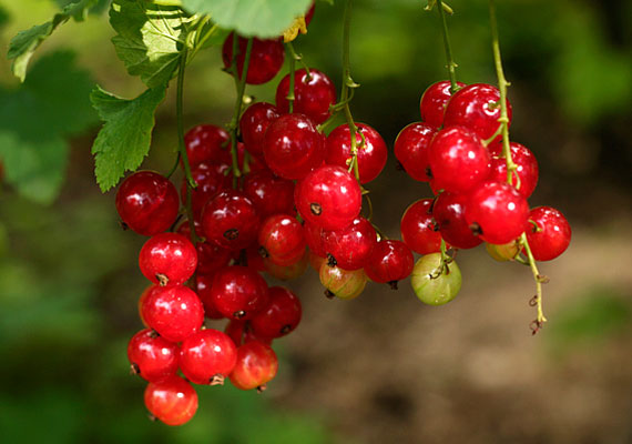 
                        	A piros ribizli savanykás íze árulkodik az alacsony fruktóztartalomról. Annál gazdagabb viszont rostokban, ráadásul apró magocskái is elősegítik a bélműködést. Tudj meg többet a gyümölcsről!