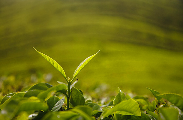 Legjobb idő az oolong tea fogyasztására a fogyáshoz: Az oolong tea jó a fogyáshoz?