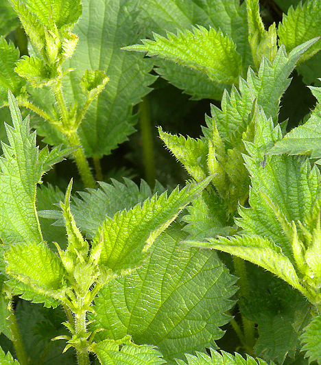 Triple Leaf Tea szuper karcsúsító gyógynövény tea - 20 teazsák - 6 My Natures Delight esete