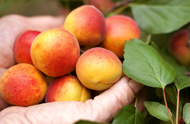 Az őszibarack előnyei és kárai - Gyümölcslevek