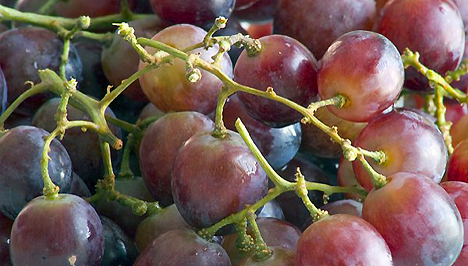 Fogyás martha szőlő