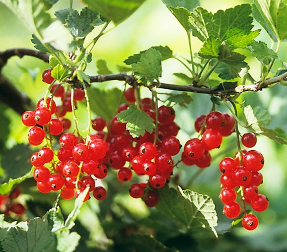 	Hasonlóan gazdagok antioxidánsokban a bogyós gyümölcsök is, mint például a ribizli. Minél színesebbek, annál több antioxidáns van bennük.