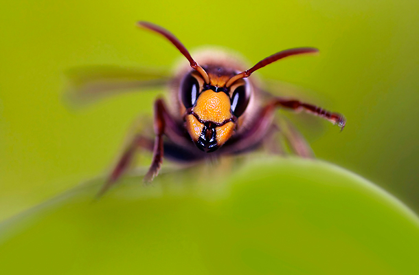Darázs- és méhcsípés allergia - lelki okai