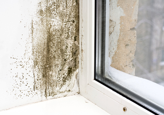 	A nedves, párás helyiségekben könnyen megtelepedhet a penészgomba, ami kicsikre és nagyokra egyaránt veszélyes, komoly légzőszervi problémákat okozhat.