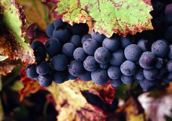 	A vérszegénység a szellemi-lelki állapotot is negatívan befolyásolja - a sötét fajtájú szőlők segítenek megelőzni a probléma kialakulását.
