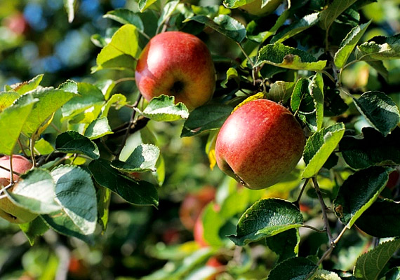 	Az almafajták közül a nyári érik augusztusban. Az almában A- és B-vitamin is található, a C-vitamint azonban a héja tartalmazza.