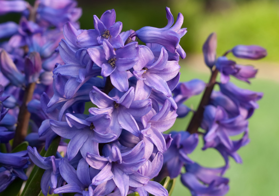 
                        	A jácint - Hyacinthus - illata könnyedén magához vonzza a gyerekeket, azonban a benne található kalcium-oxalát kristályok és alkaloidok kellemetlen bél- és gyomorpanaszokat okozhatnak.