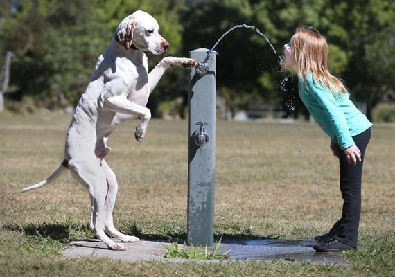 	Mesébe illő jelenet, ahogy ez az okos kutya lenyomja a vízcsapot, és inni ad gazdájának.