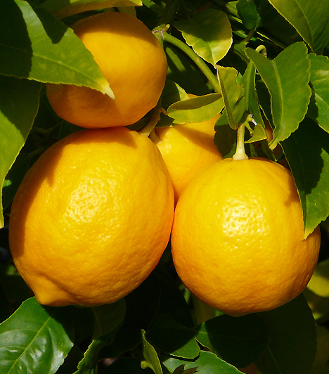 CitromHa nemcsak az alakodat, de melleidet is szeretnéd újra formába hozni a terhesség után, használd a citrom összehúzó erejét! Készíts házi pakolást citromolajjal és mézzel, vagy egyszerűen csak tegyél citromkarikákat kebleidre, és élvezd a frissítő hatást!Kapcsolódó cikk:A 4 legjobb ciciszépítő tanács nyárra »