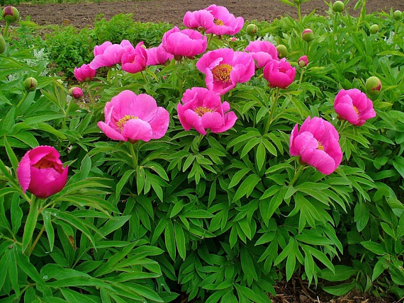 	Bár a pünkösdi rózsa, más néven bazsarózsa számos kertben megtalálható, gyökere, virága és magja egyaránt mérgező. Nagy mennyiségben történő fogyasztás esetén hányás, hasmenés, vagy akár gyulladás is jelentkezhet.