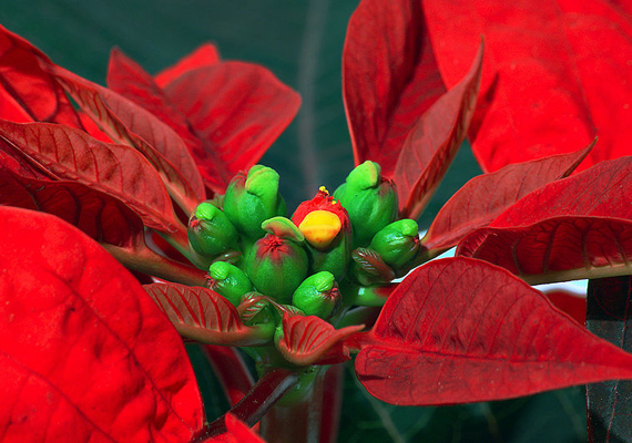 Mikulásvirág - Euphorbia pulcherrima
                        A népszerű piros levelű szobanövény nedve bőrirritációt, fogyasztva pedig hányást okoz, ezért inkább tedd el a gyerek környezetéből.