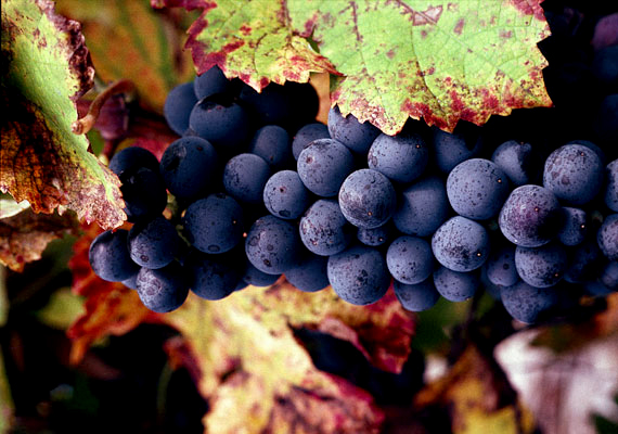 
                        	A szőlő az ősz egyik szimbólumává nőtte ki magát - nem véletlenül, hiszen a mennyeien finom gyümölcs jótékony hatású is, köszönhetően a benne lévő rengeteg antioxidánsnak, illetve méregtelenítő tulajdonságának. Egyen belőle minél többet a gyerek, mert aztán megint nem lesz egy évig.