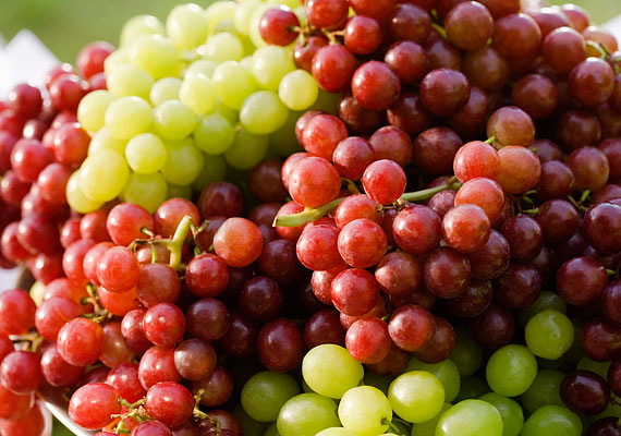 
                        	A szőlőmagolaj szintén valóságos csodaszer, serkenti a kollagéntermelést, megerősíti a bőrt. Esténként kend be vele zuhanyzás után a melleidet, a dekoltázsodat és a nyakadat.