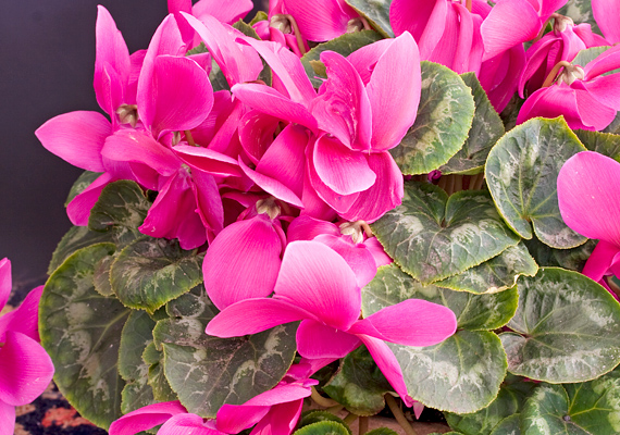 	A ciklámen - Cyclamen - nevű szép színekben pompázó virágnak a gumójában lévő méreg szédülést, légzési nehézségeket, görcsöket okoz, ezért ne tartsd gyerek mellett.
