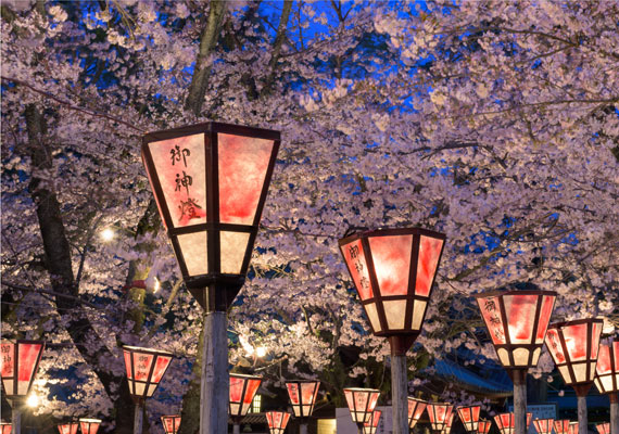 	A hanami éjszakai változata a jozakura, amikor lámpásokkal, lampionokkal világítanak, így fokozva a látványt, még meghittebbé téve a hangulatot.