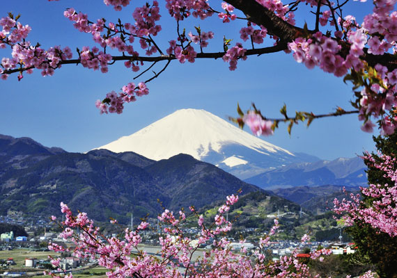 
                        	Cseresznyefa-virágzás, háttérben a Fuji-vulkánnal. A legenda szerint akire ráhull a szirom, azt szerencse és boldogság fogja kísérni.