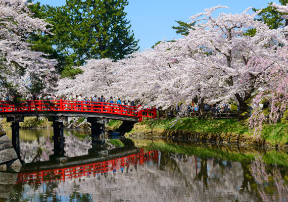 
                        	Lenyűgöző látvány a Tóhoku régióban található Hirosaki-várkastély parkjában. Itt található ugyanis Japán egyik legnépszerűbb cseresznyevirág-néző helye.