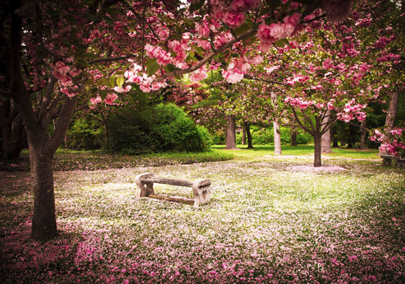 	A lenyűgöző cseresznyefák mindenhol megtalálhatóak: iskolák udvarában, parkokban, sőt, a szentélyek mellett is.