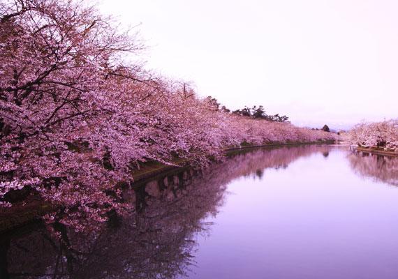 	A cseresznyevirág nemcsak Japán nemzeti jelképe, hanem számos képzőművészeti, zenei és irodalmi mű témája is.