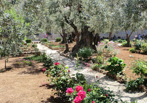	A Gecsemáné-kert Jeruzsálem mellett található, az Olajfák hegyén. A Biblia szerint ez volt Jézus kedvenc helye, ahol nemcsak imádkozott, hanem tanítványait is oktatta.