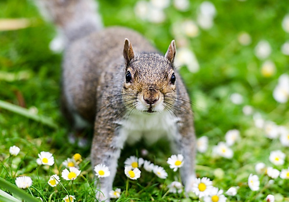 	Ha húsvétkor mókus keresztezi az utadat, akkor egész évben szerencsétlenség vár rád.