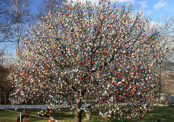 
                        	Így nézett ki a fa teljes húsvéti pompájában. Kezdetben csak 18 húsvéti tojás díszítette, aztán egyre több: 2012-re már tízezer darab.
