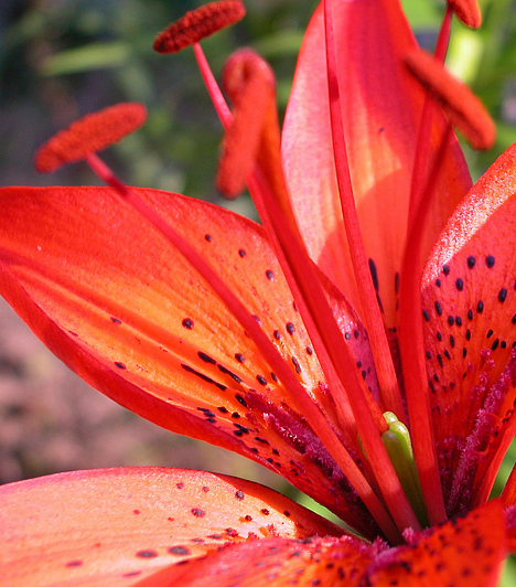 LiliomA liliom elsősorban északon, Ázsiában, Európában és Észak-Amerikában terjedt el. Évelő, hagymás növény, váltakozó állású levelekkel. A liliomot elsősorban színes és gyakran nagyon illatos virágáért kedvelik. Fajainak többsége egy méternél is magasabbra nő, hatalmas virágokkal a szárakon.