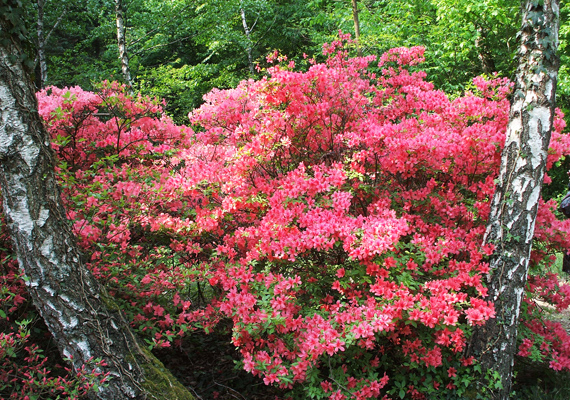 	A Jeli Arborétum különlegessége, a rododendron - Rhododendron - is tavasszal bont virágot. Itt találod a háttérképet »