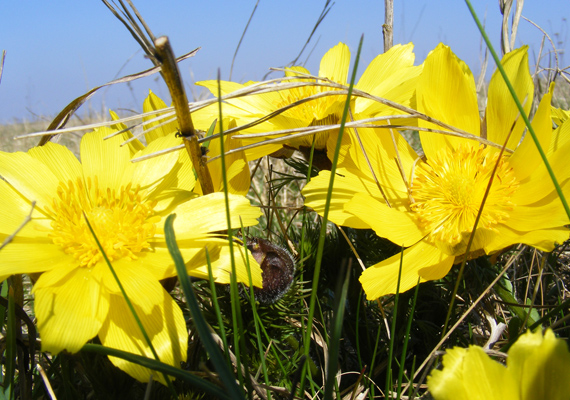 	A napsárga tavaszi hérics - Adonis vernalis - a száraz és meleg domboldalakat kedveli. Itt találod a háttérképet »