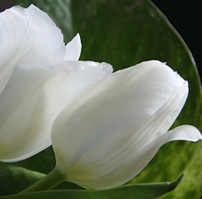 A fehér tulipán nagyon ritka