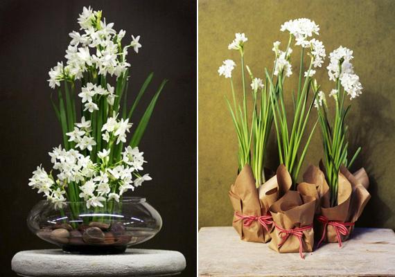 	A nárciszokat tilos más virágokkal csokorba rakni, mert mérgezőek, ugyanakkor ez nem jelenti azt, hogy önmagukban unalmasak lennének, ahogyan azt az üvegtálas és csomagolópapíros verziók is mutatják.