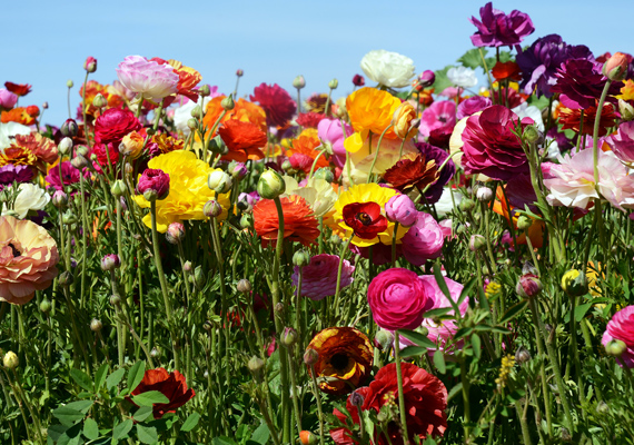 	Színpompás virágtenger a borúsabb tavaszi napokra. Kattints ide a nagy felbontású képért! »