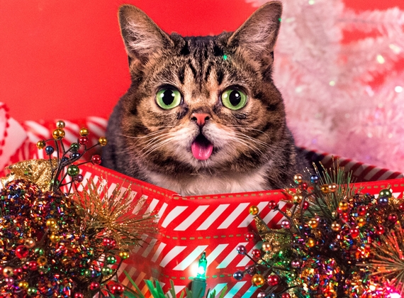 	Így ül egy karácsonyi dobozban Lil Bub, a különleges arckifejezéseiről és kikandikáló nyelvéről híres cica.