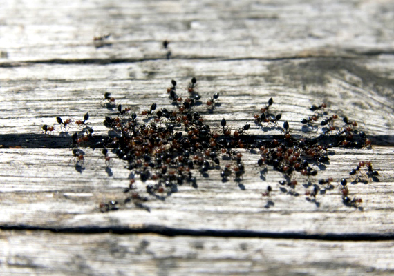 	A rovarok ellen hatásos lehet, ha egy alacsony falú tálat megtöltesz szappanos vízzel. Belemásznak vagy belerepülnek, így könnyebb leszámolni velük.