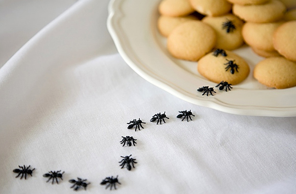 anti aging házi gyógymód hangyákra