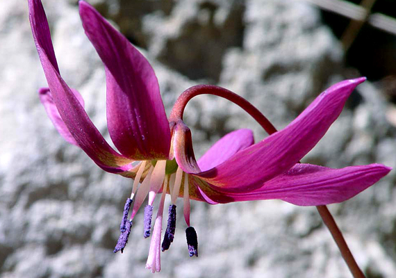 	A kakasmandikó - Erythronium dens-canis - lila virágai esetében is fő az óvatosság: a bírság ez esetben 10 ezer forint szálanként.