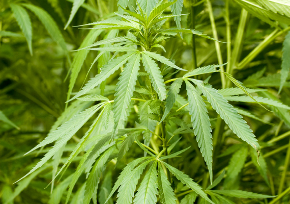 	Az olyan pszichoaktív hatóanyagokat tartalmazó növények, mint az indiai kender - Cannabis sativa - tartása a pénzbírságnál komolyabb következményt is maga után vonhat.
