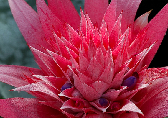 	A szúrós lándzsarózsa -  Aechmea - erőteljes rózsaszín színe az igaz szerelmet szimbolizálja.