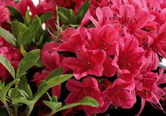 
                        	Az azálea - Rhododendron simsii - belülről fakadó, lenyűgöző bája a te romantikus kisugárzásodat jelképezi.