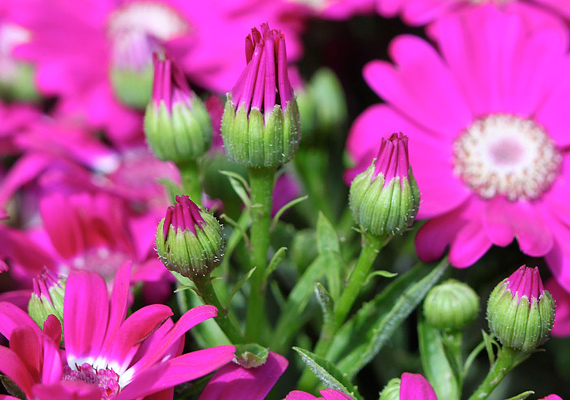 	A hamvaska - Senecio Cineraria - sok-sok sziromból álló virága bevonzza a szerelemben rejlő milliónyi lehetőséget.
