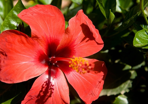 	A hibiszkusz vagy mályvacserje - Hibiscus - nyílt virágszirmaival azt sugallja, hogy nyitott vagy az új szerelemre.