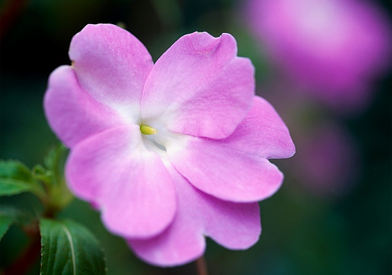  	A nebáncsvirág - Impatiens walleriana - egymásra épülő, réteges virága azt szimbolizálja, hogy tudsz alkalmazkodni a másikhoz.