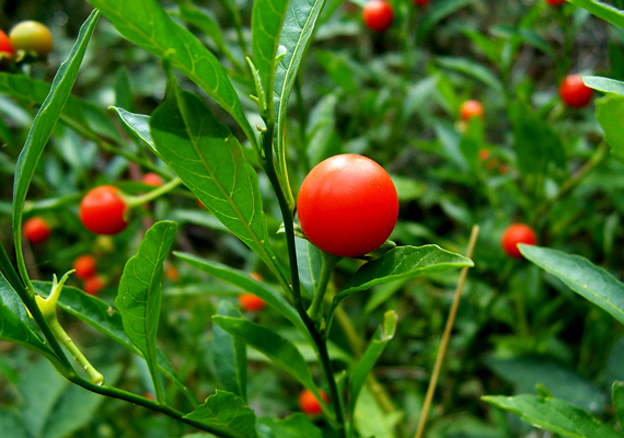 	A korallbokor - Solanum capsicastrum - piros bogyóival tökéletes adventi szobanövény. A világos, hűvös helyeket kedveli, emellett a magas páratartalmat is, ezért tedd a cserepét nedves kavicsra.
