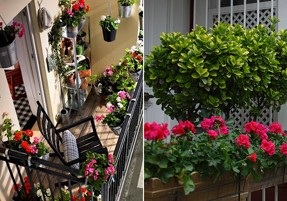 	Persze úgy is csodaszéppé teheted a balkont, ha elsősorban a növényekre koncentrálsz.