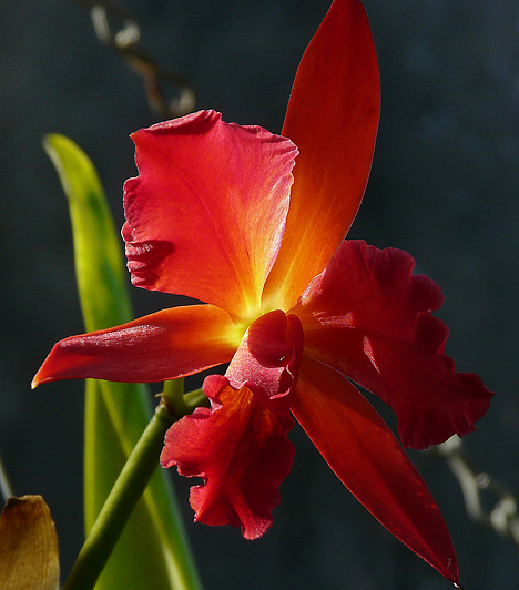 OrchideaHa párkapcsolatban élsz, de kissé eltávolodtatok egymástól, két orchidea elhelyezése az ágy közelében segíthet ismét felkelteni a vágyakat. A víz, a tűz és a nyugati fém chi-jét is hasznos növelni a szobában, mivel segíti a szexualitás elmélyülését. A víz chi-t krémszínű és fényes fekete felületekkel, a tüzet pedig vörös tárgyakkal.Kapcsolódó cikk:4 rafinált feng shui tipp a hálószobába »