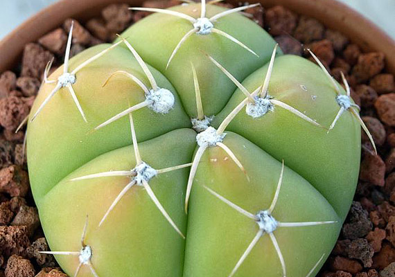 	A csupaszkelyhű kaktusz - Gymnocalycium - virágja illatos és mutatós, anélkül azonban egy ormótlan gömbnek néz ki.